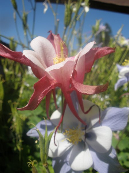 Trip (165).JPG - Wildflowers in Yellowstone National Park